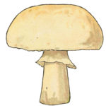 Button Mushroom from The Tale of the Mushroom Folk by Signe Aspelin