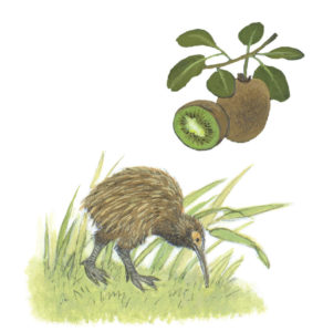 Kiwi illustration from How Does My Fruit Grow?