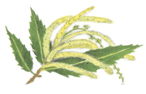 Catkin illustration from How Does My Fruit Grow?