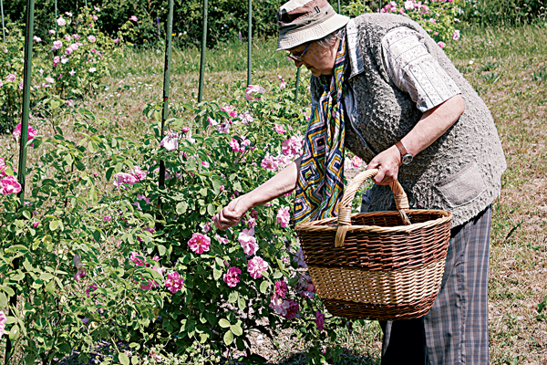 Photograph of Maria Thun with roses