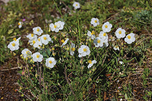 Cyprus Rock Rose