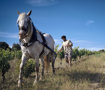 Photograph of Monty Waldin in a field