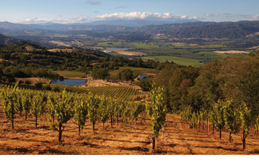 Illustration of a biodynamic vineyard from Monty Waldins Best Biodynamic Wines