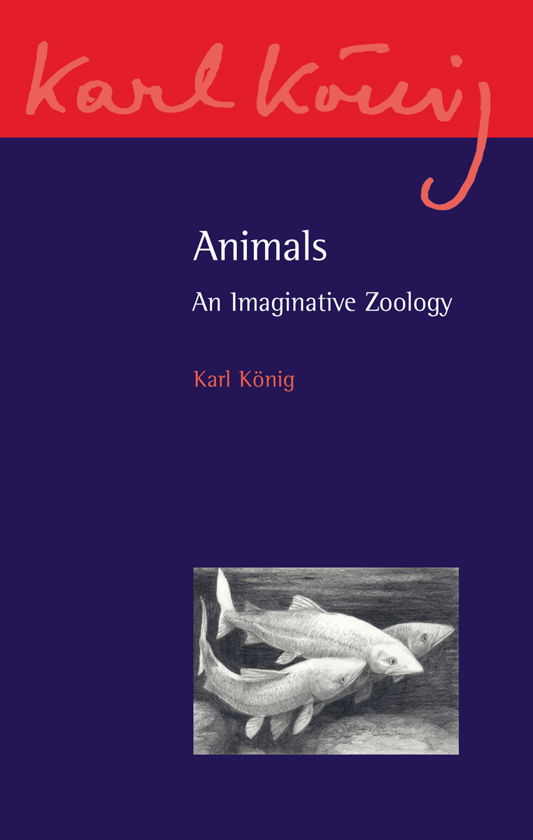Animals: An Imaginative Zoology cover image